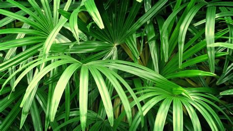 Jungle Plants In Breeze Stock Video Footage   Storyblocks ...