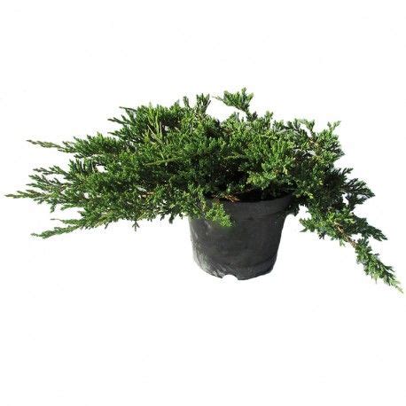 Juniperus horizontalis prince of wales | sabina |pino ...
