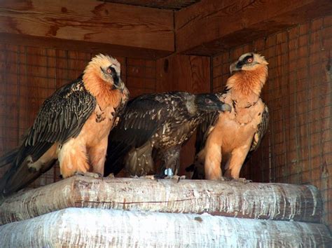 Junta aporta más de 600.000 kilos a los Comederos de Aves Carroñeras en ...