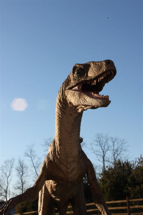 Jurassic Park Velociraptor by yankeetrex on DeviantArt