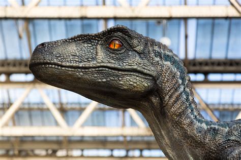 Jurassic Park  was wrong: Study suggests raptors didn t ...