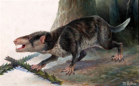 Jurassic Period Mammal Had Powerful and Precise Bite ...