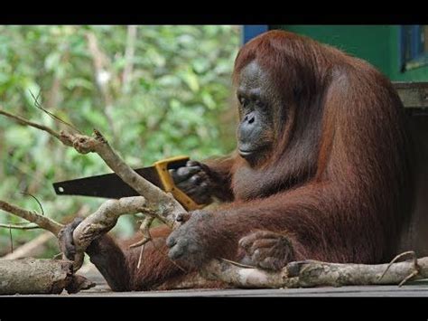 Just a Wild Orangutan Using a Saw «TwistedSifter | Animal ...