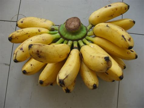 Just Bananas… | consumingcostarica