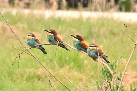 Just Fledged: 29/06/2017 Bee eaters x4 in Nottinghamshire