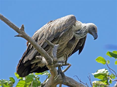 Just the Facts: African Vultures