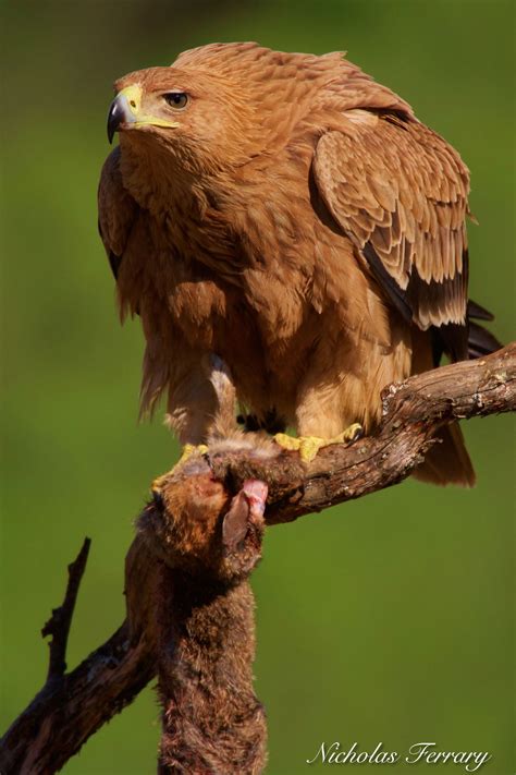 Juvenile Spanish Imperial Eagle | Wild birds photography ...