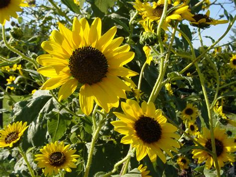 Kansas State Flower | Native Sunflower