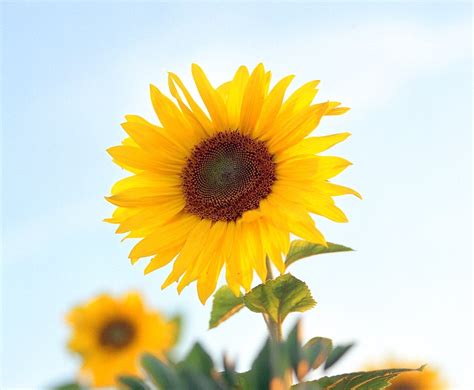 Kansas State Flower   The Sunflower   ProFlowers Blog