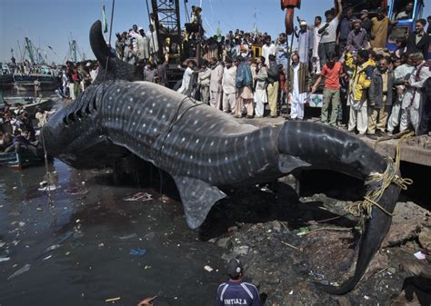 Karachi Fishermen Reel In 36 Foot Whale Shark [VIDEO]