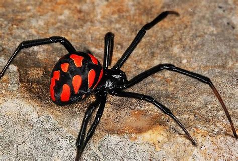 KARAKURT SPIDER or European Black Widow Spider  Europese ...