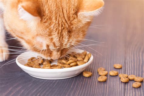 Katzenfutter online kaufen?   Futterratgeber   Smart Animals