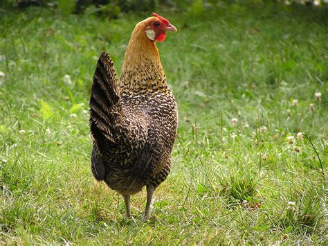 Keeping chickens in a harsh northern climate