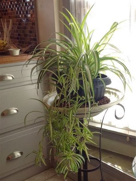 Keeping the Spider Plant inside During Winter | House ...