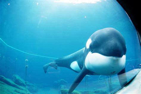 Keiko  killer whale    Wikipedia