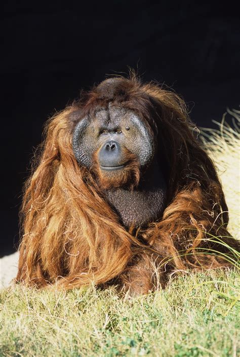 Ken Allen, Bornean orangutan | San Diego Zoo 100