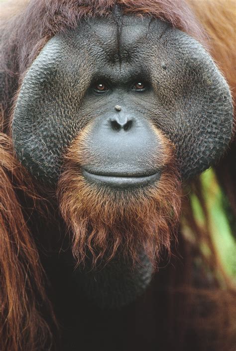 Ken Allen, Bornean orangutan | San Diego Zoo 100
