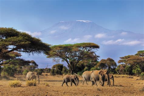 Kenya Safari Experience   Independent Tour Package ...