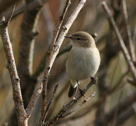 Kerry Birding: Some passerine migrants out west