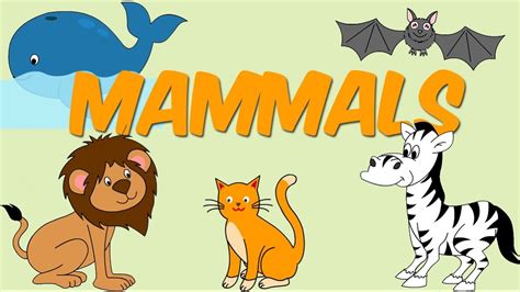 Kids Learn about animals and what is a mammal with ...