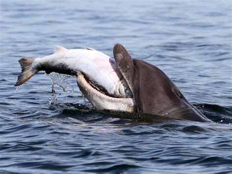Killer Dolphins: Cases and possible explanations of this ...