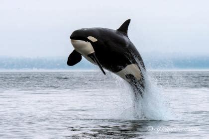 Killer whale  orca  conservation and management ...