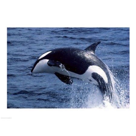 Killer Whale Orcinus Orca Atlantic Ocean Poster Print  24 ...