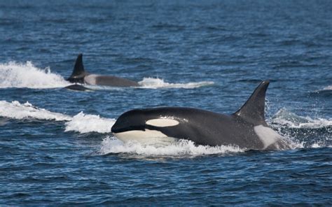 Killer Whale Orcinus Orca Dolphin Facts and Information