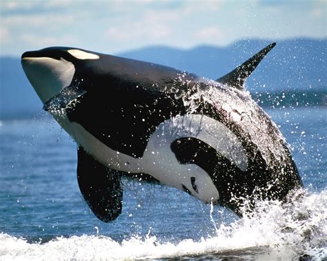 killer whales wallpapers | Fun Animals Wiki, Videos ...