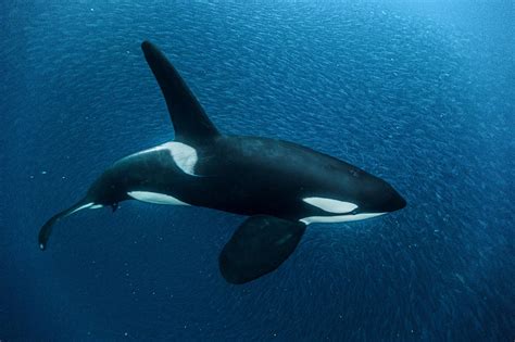 Killing of Orcas in Front of Tourists Could Spell End of ...