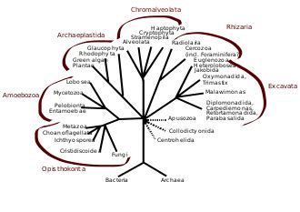 Kingdom  biology    Wikipedia