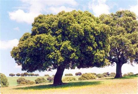 KIOTO FATOU: ¿Cuánto oxígeno producen los árboles?