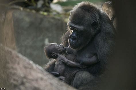Kira the Gorilla cradles her two week old baby at Moscow ...