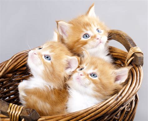 kittens, Kitten, Cat, Cats, Baby, Cute, S Wallpapers HD ...