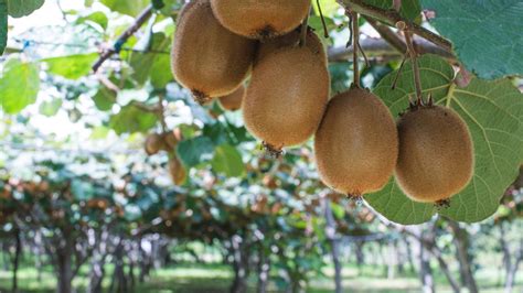 Kiwi, propiedades y consejos para su cultivo   Hogarmania
