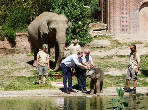 Kleiner Elefantenbulle im Zoo Leipzig auf den Namen Bền Lòng getauft ...