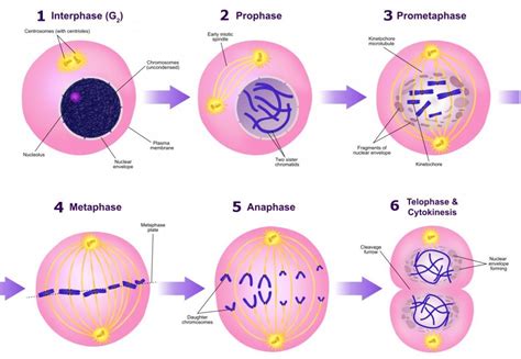 Knowledge    Mitosis Stages Identification Practical Practical Notes ...