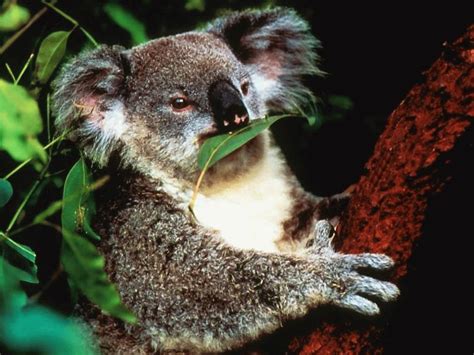 Koala | Animal Wildlife