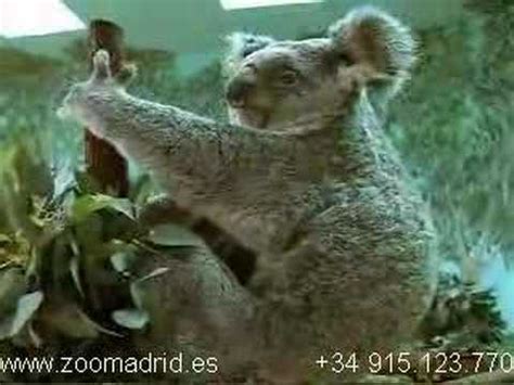 Koala bebé en el Zoo Aquarium de Madrid   YouTube