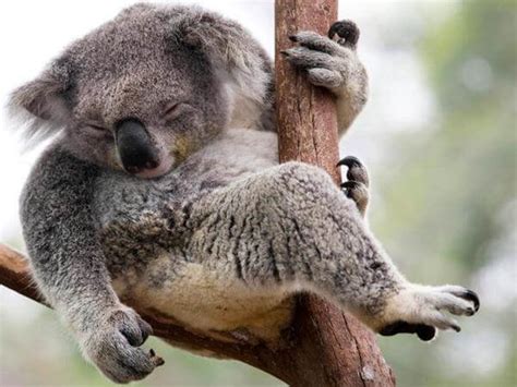 Koala   Características, peso, talla, qué come, dónde vive ...