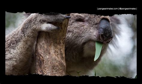 Koala: Características, Qué come, Dónde vive y Crías | Pangea