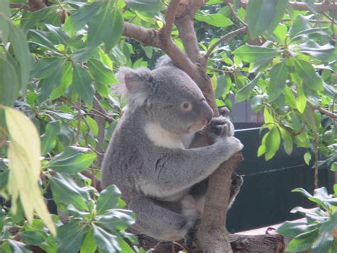 Koala  Jardim Zoológico de Lisboa  Foto de Wilken Porto ...