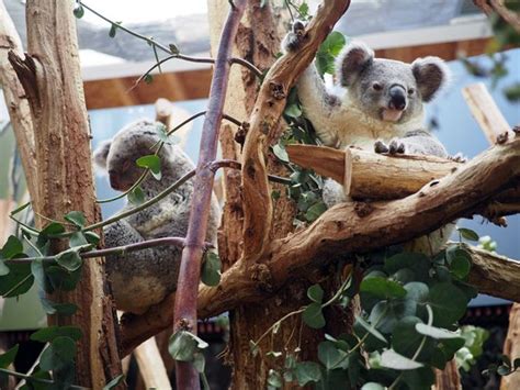 Koala Jungtier im Zoo Leipzig wird selbstständig   LEIPZIGINFO.DE