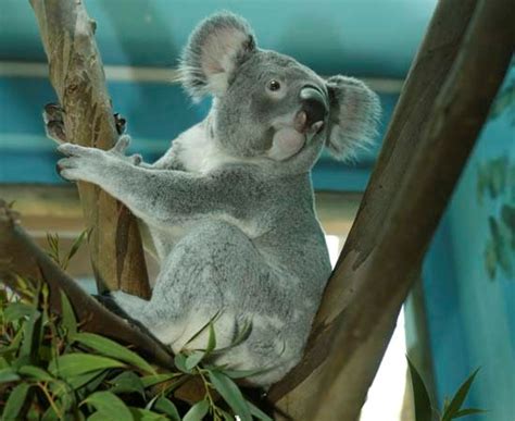 koala zoo madrid   Actividades y Planes para niños, ocio ...
