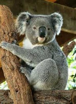 koalas 2   Koalas