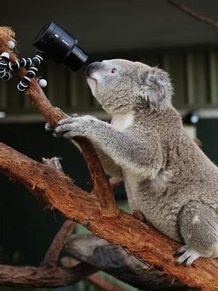 Koalas at Wild Life Sydney Zoo get into the ‘selfie’ craze ...