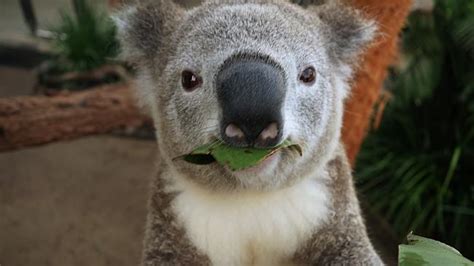 Koalas at Wild Life Sydney Zoo get into the ‘selfie’ craze ...