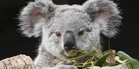 Koalas australianos, cerca de ser una especie en peligro de extinción