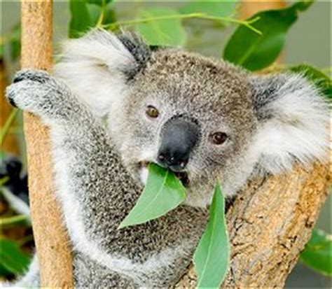 Koalas by Natalie
