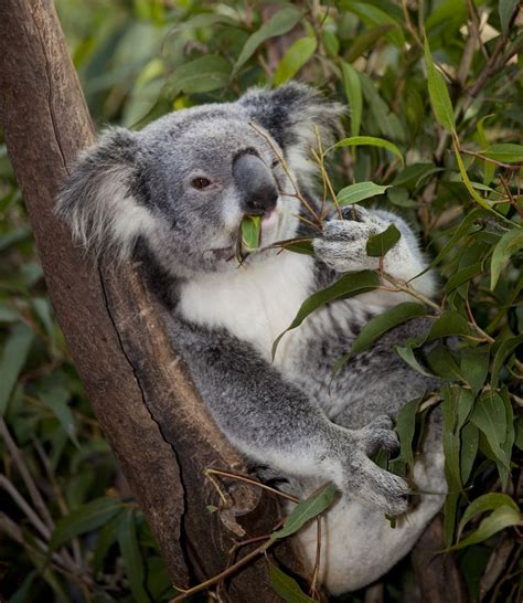 Koalas spend their entire lives in eucalyptus trees ...